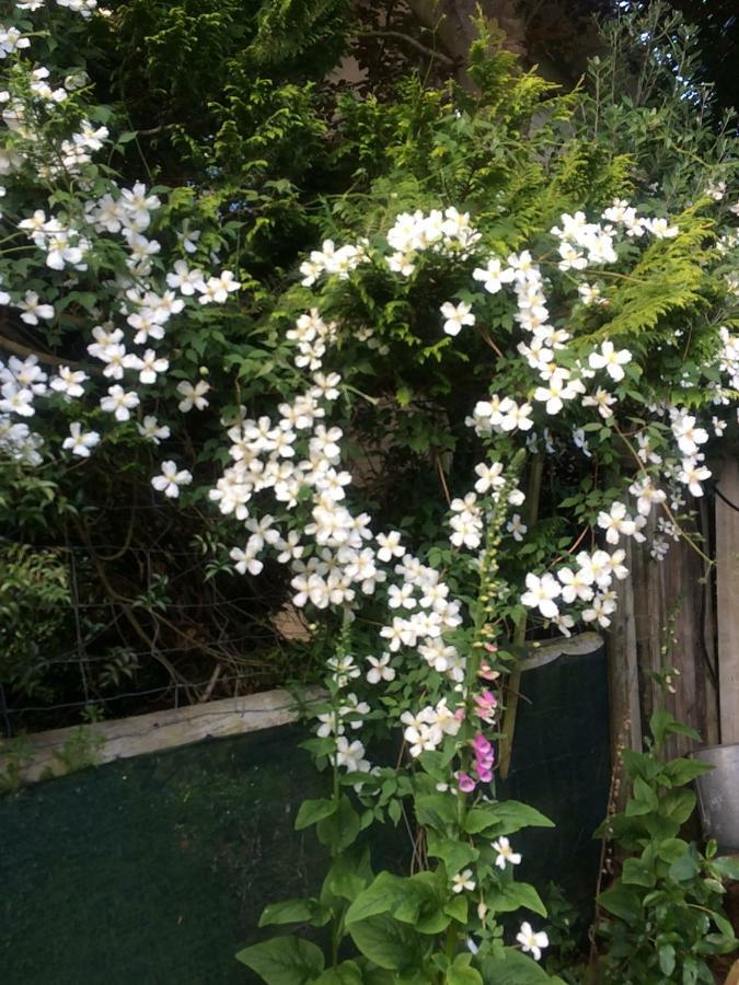 קאיקורה Brook House B&B & Cottages מראה חיצוני תמונה